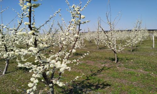 „Бул Ейпъл“ ООД